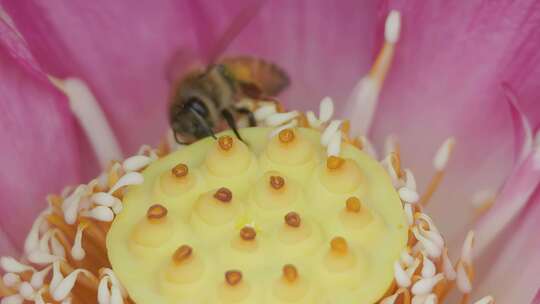 微观世界：蜜蜂爬行莲花莲蓬采蜜
