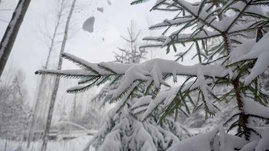 雪从树枝上落下来