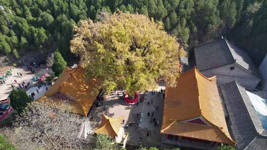 山东济南淌豆寺秋天黄色千年银杏树叶子美景