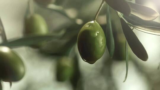 橄榄油特写脂肪酸氨基酸绿色食品