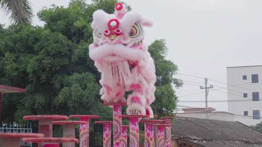 广东湛江遂溪非遗高桩醒狮