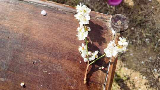 中国广东省广州市从化区广州流溪梅花节