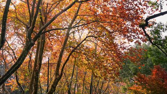 杭州西湖杨公提梧桐树秋天落叶