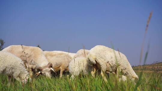 西北养羊人羊群