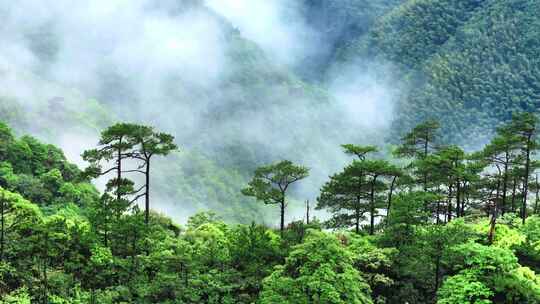 航拍大山深处原始森林云雾缭绕云海视频素材模板下载