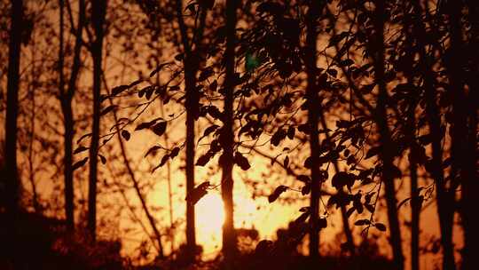 夕阳芦苇随风飘荡