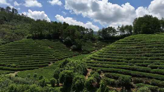 茶园 茶山 采茶 杭州龙井茶园