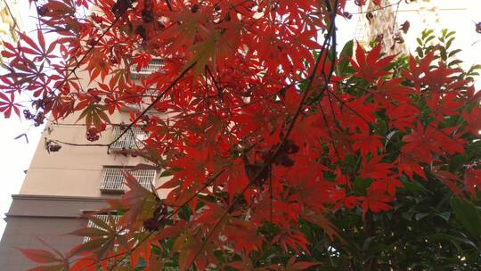 秋天里的红色枫叶枫叶红了