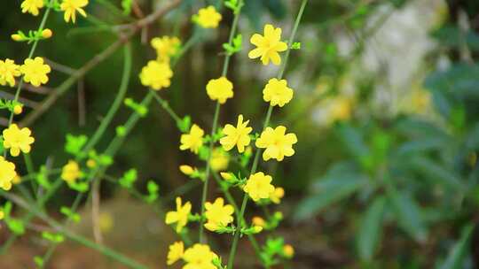 春天的嫩枝 迎春花 小黄花 日落 春风