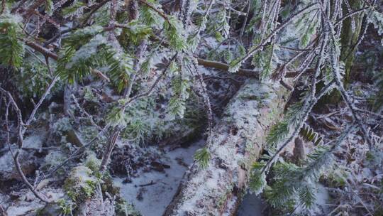 冰雪融化春天来了解冻结冰东北化雪