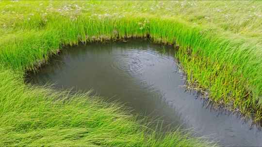 高原湖泊湿地水草