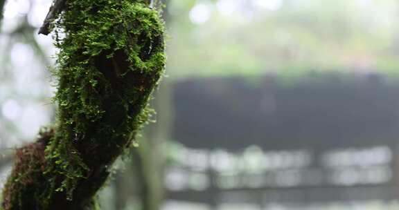 广西猫儿山漓江源热带雨林下雨天景观