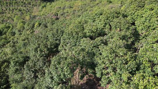 农业种植茶树茶籽园航拍