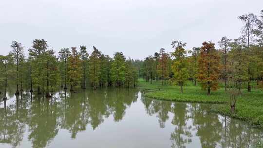 青西郊野公园 上海秋天 水杉