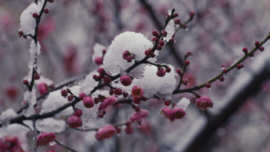 冰雪红梅雪中梅花15