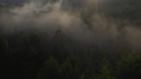 云雾森林上空的空中旅行