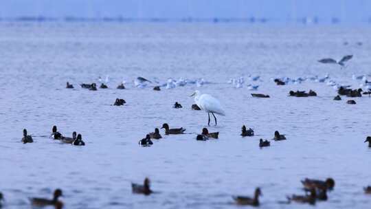 深圳湾觅食的各种鸟类、白鹭、琵鹭、苍鹭