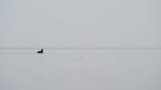 晚秋早晨湖面雾气与觅食的黑色野鸭