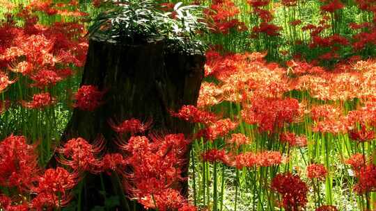 城市公园红色鲜花花海