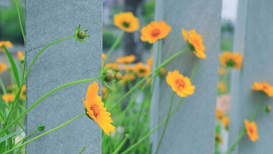 金鸡菊 小波斯菊 金钱菊 孔雀菊 小黄花