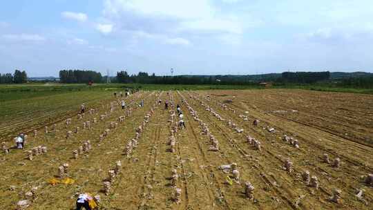 挖土豆 土地 种植