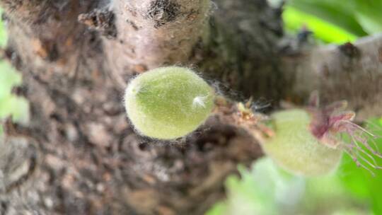 植物桃树树叶结果花昆虫叶子