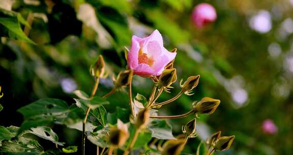 芙蓉花 木莲 4k升格慢镜