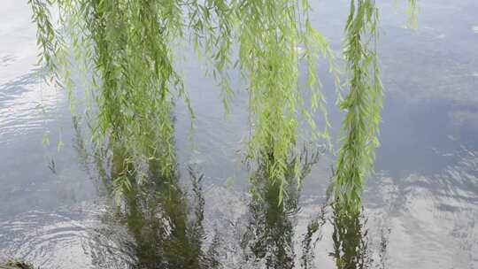 大理洱海随风飘动的柳树