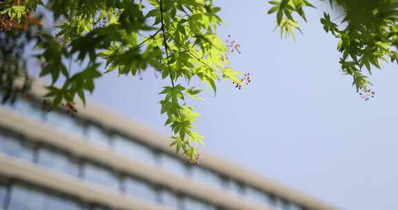 枫叶 嫩芽 生机 绿色 春天 春分