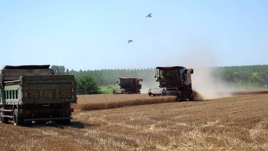 机械农业收割小麦