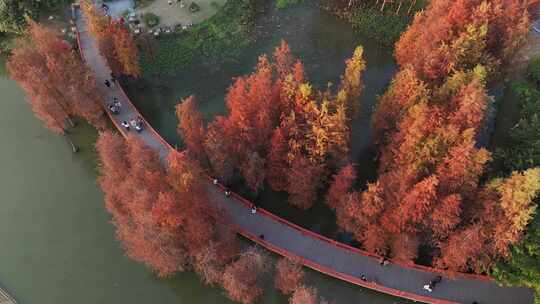 中国广东省广州市黄埔区知识城凤凰湖水杉