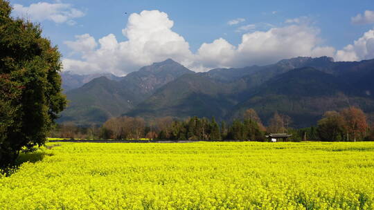 高山下的乡村金黄油菜花田