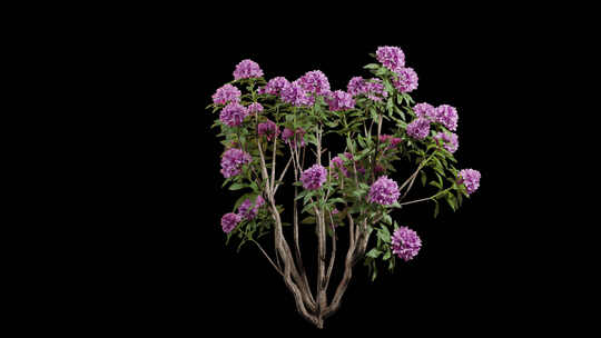 带紫色花朵的动画开花树