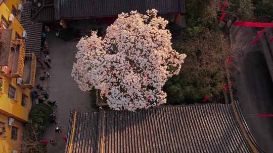 法喜寺玉兰花