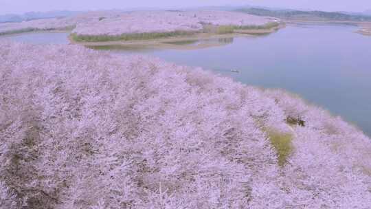 贵州平坝樱花园 城市景区航拍4k视频素材模板下载
