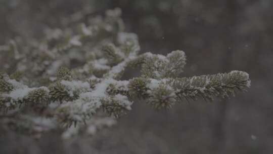 松树 特写 下雪