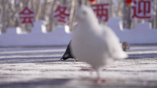 阿勒泰桦林公园雪景视频素材模板下载