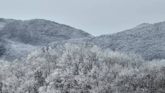 航拍湖北神农架原始森林群山冬季雪景雪松