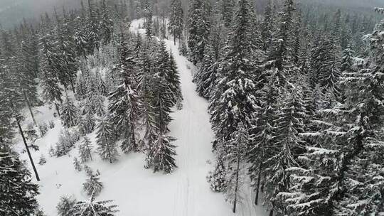 山里雪林中的一条小路