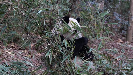 大熊猫吃竹子休息视频素材模板下载