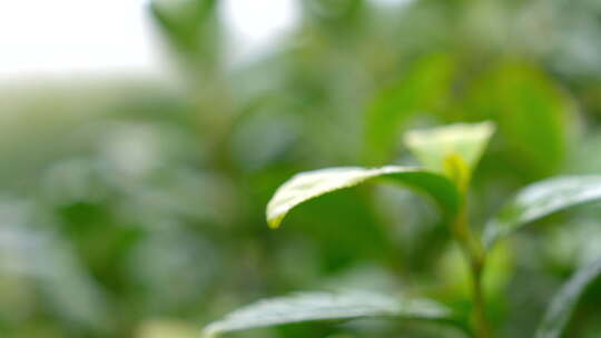 茶叶 春天 嫩叶 茶树