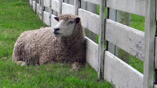 绵羊 羊毛 农场