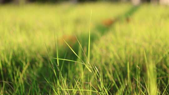 清晨阳光下的青草