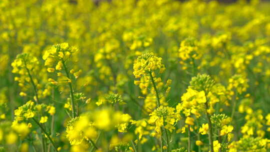 春天油菜花