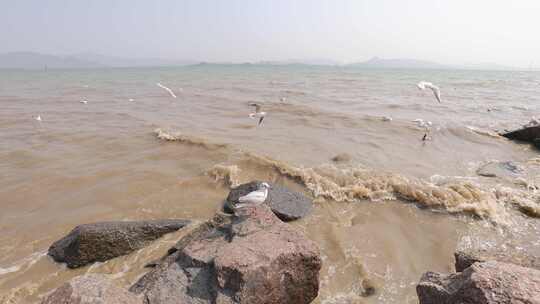 海鸥在海边盘旋飞翔