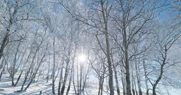 雾凇 雪景 纯净 唯美 冬季