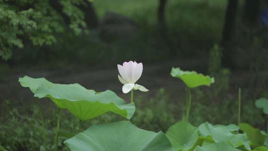 夏日荷花视频素材模板下载