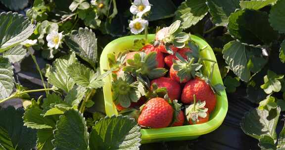 草莓 草莓种植