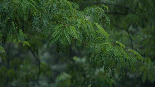 6K雨中槐树枝叶01