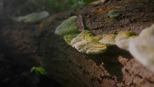 自然木耳真菌